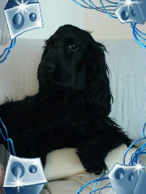 Cocker spaniel *Olsen - Her er jeg :O) billede 15