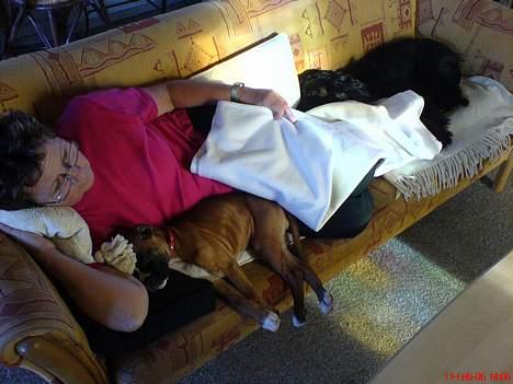 Cocker spaniel *Olsen - Her sover Olsen, Frida og Momse billede 16