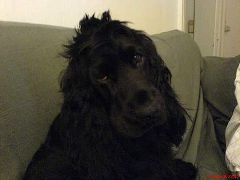 Cocker spaniel *Olsen - Her er jeg lige vågnet fra min lur !! billede 17