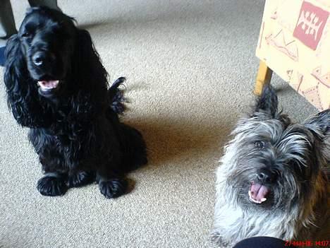 Cocker spaniel *Olsen - Mig og min bedste ven Conrad billede 18