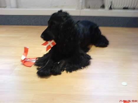 Cocker spaniel *Olsen - Olsens fødselsdag 1 år, åbner selv min pakke:O) og spiser alle flag billede 19