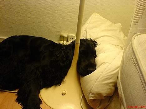 Cocker spaniel *Olsen - Hov´ der lå en pude, tager lige en lur billede 20