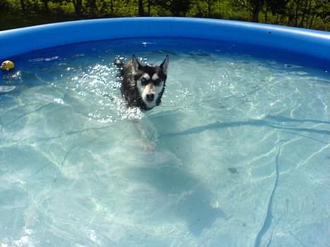 Siberian husky Buffy billede 13