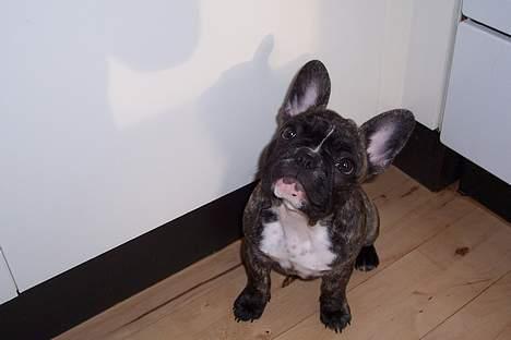 Fransk bulldog Emma billede 16