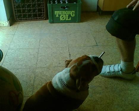 Engelsk bulldog Jimbo billede 1