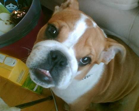 Engelsk bulldog Jimbo billede 2