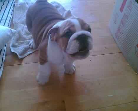 Engelsk bulldog Jimbo billede 3