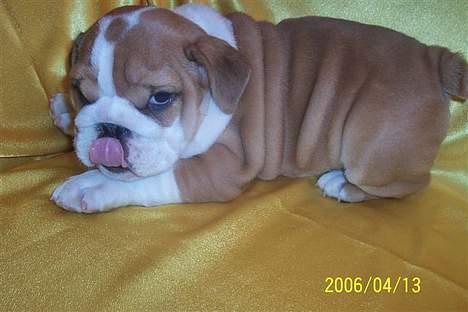 Engelsk bulldog Jimbo billede 4