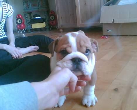 Engelsk bulldog Jimbo billede 5