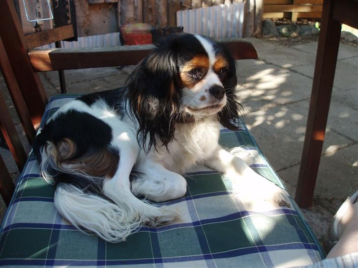 Cavalier king charles spaniel Munkebo's Fie RIP - ser jeg ikke bare sød ud??? billede 1