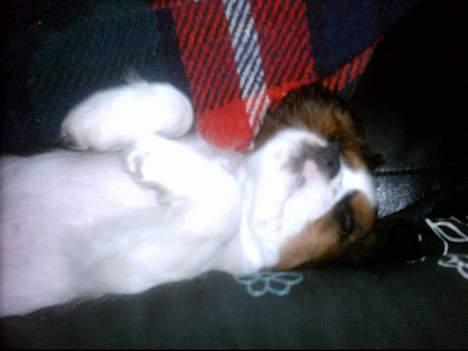 Cavalier king charles spaniel Munkebo's Fie RIP - ahhh dejligt at ligge på ryggen... billede 2