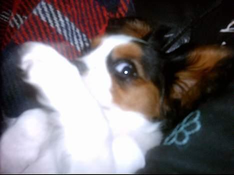 Cavalier king charles spaniel Munkebo's Fie RIP - ihh jeg er så genert billede 3