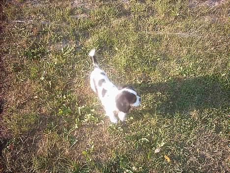 Cavalier king charles spaniel Munkebo's Fie RIP - ude i haven og h6ygge mig lidt billede 4