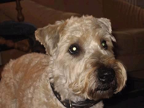 Irish softcoated wheaten terrier Fiddik *DØD* billede 18