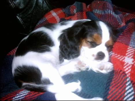 Cavalier king charles spaniel Munkebo's Fie RIP - Men det er sååå hårdt at skifte hjem billede 5