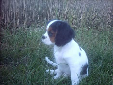 Cavalier king charles spaniel Munkebo's Fie RIP - Tror der kommer nogle billede 6