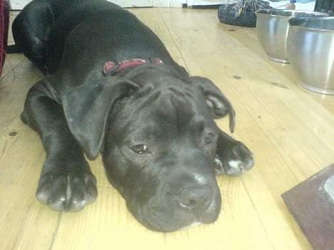 Amerikansk staffordshire terrier shila (Er i hundehimlen) - her ligger jeg og slapper af i mit nye hjem  billede 1