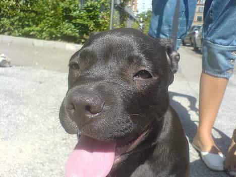 Amerikansk staffordshire terrier shila (Er i hundehimlen) - puha det er godt nok varmt men man skal jo ned og tisse :-) billede 2