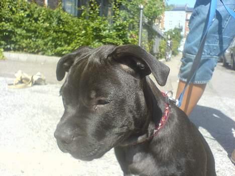 Amerikansk staffordshire terrier shila (Er i hundehimlen) - hvad var det for en lyd ?? billede 3