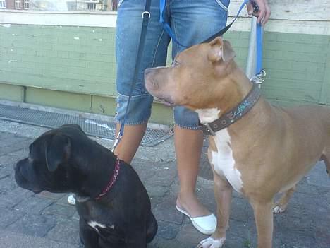 Amerikansk staffordshire terrier shila (Er i hundehimlen) - her er jeg med min nye smukke storebror billede 4