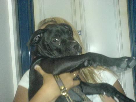 Amerikansk staffordshire terrier shila (Er i hundehimlen) - når vi skal ud skal jeg jo bæres op og ned ad trapperne men vil nu meget hellere selv gå :-) billede 5