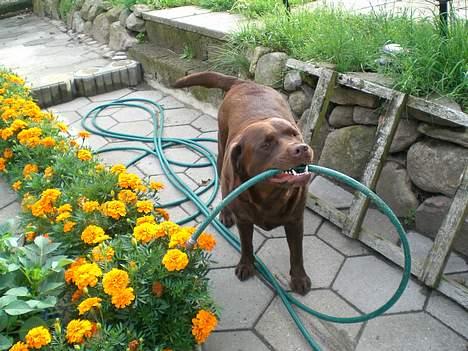 Labrador retriever Nougat - Skal jeg vande jeres blomster??? billede 16
