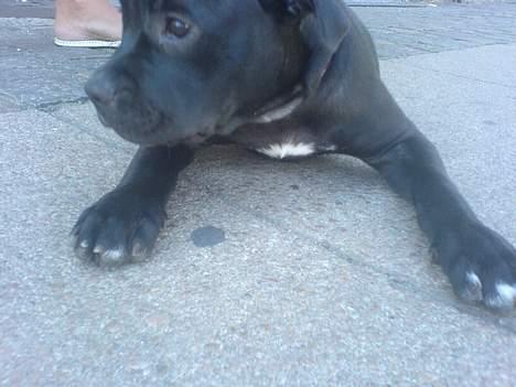 Amerikansk staffordshire terrier shila (Er i hundehimlen) - hun nåede næsten ikke at tage billedet hehe  billede 6