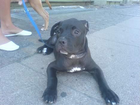 Amerikansk staffordshire terrier shila (Er i hundehimlen) - det kan godt være at de kan gå men jeg vælge nu at ligge mig lidt ned man bliver jo træt af alt det luft  billede 7