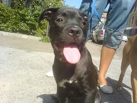 Amerikansk staffordshire terrier shila (Er i hundehimlen) - ja varmt er det selvom jeg kun lige var nede i 10 min billede 8