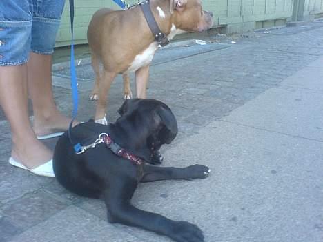 Amerikansk staffordshire terrier shila (Er i hundehimlen) - her er der skygge lækkert *s* billede 9