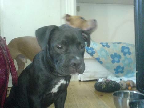 Amerikansk staffordshire terrier shila (Er i hundehimlen) - skal jeg ha mad nu ? billede 10