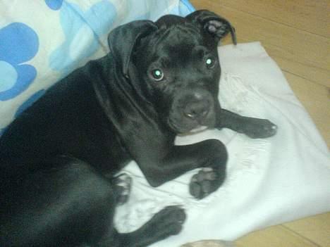 Amerikansk staffordshire terrier shila (Er i hundehimlen) - nu er det vist sengtid man skal huske at sove meget som lille ellers bliver jeg jo aldrig stor  billede 11