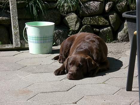 Labrador retriever Nougat - Lille NOugat ved søs og erik billede 18
