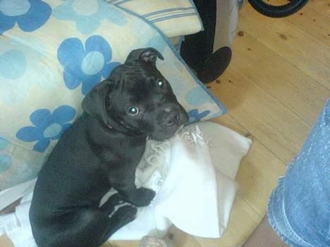 Amerikansk staffordshire terrier shila (Er i hundehimlen) - de bliver da osse ved med at tage billeder jeg må virkelig være lækker *ss* billede 12