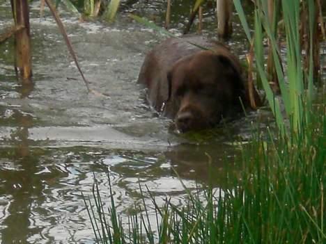 Labrador retriever Nougat - Svømmehunden... billede 19