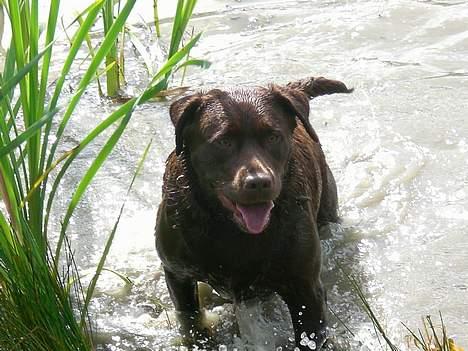 Labrador retriever Nougat - Nougat i den skønne sø! billede 20