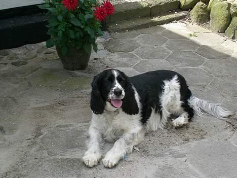 Engelsk springer spaniel Hansen *engel* - lille søde hans i gården billede 9