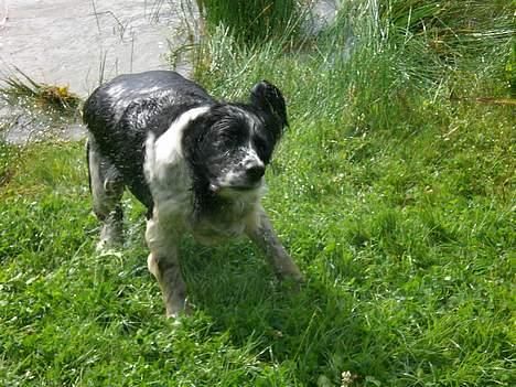 Engelsk springer spaniel Hansen *engel* - Efter en god dukkert billede 10