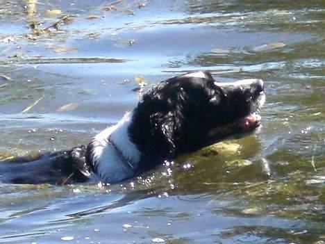 Engelsk springer spaniel Hansen *engel* - Hans i søen billede 11