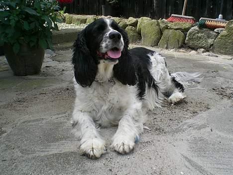 Engelsk springer spaniel Hansen *engel* - Dejlige hans i gården. billede 12