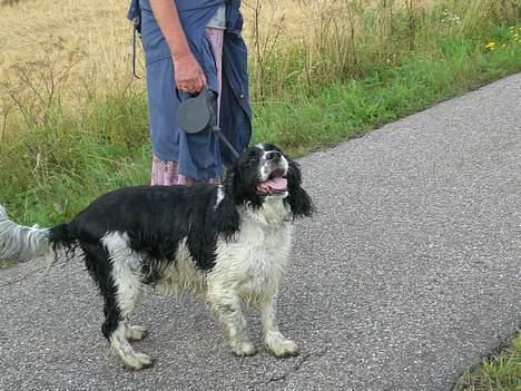 Engelsk springer spaniel Hansen *engel* - Hans på tur billede 13
