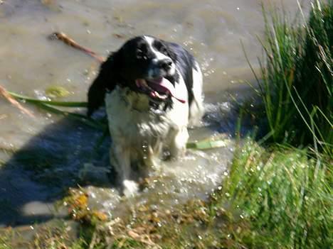 Engelsk springer spaniel Hansen *engel* - Svømmemesteren billede 14