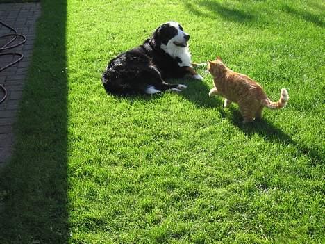 Berner sennenhund Bianca - Missen vil gerne lege :-P billede 11