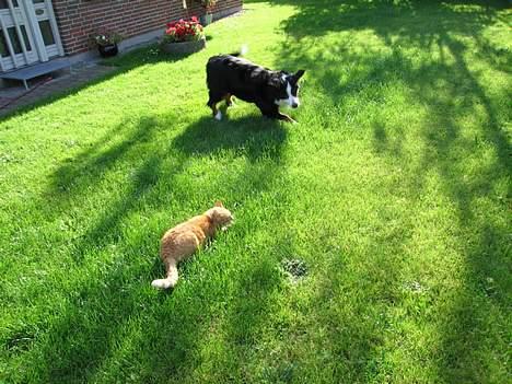 Berner sennenhund Bianca - Og han fik sin vilje, hehe... billede 12