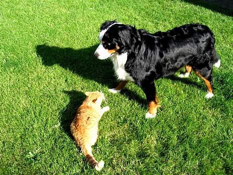 Berner sennenhund Bianca - Hehe... de er så sjove når de leger ;-) billede 13