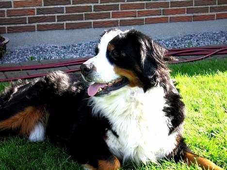 Berner sennenhund Bianca - Den smukkeste pige <3 billede 14