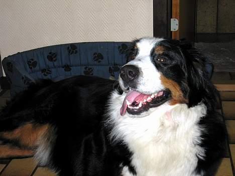 Berner sennenhund Bianca - Bianca slapper af... billede 15