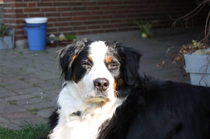 Berner sennenhund Bianca - Prinsessen nyder forårssolen <3 billede 16