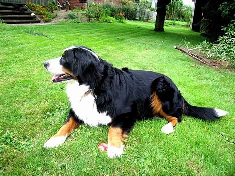 Berner sennenhund Bianca - Bianca følger med i havearbejdet ;-) billede 17