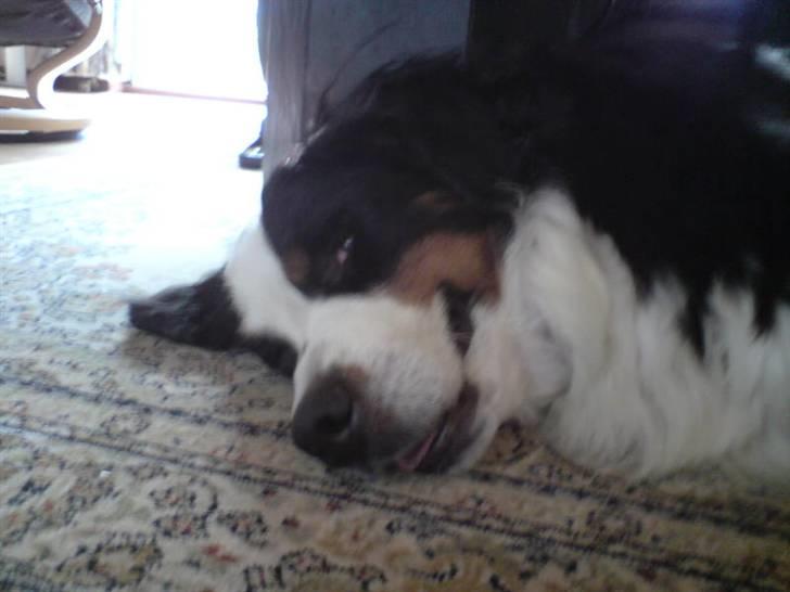 Berner sennenhund Bianca - Bianca slapper af under bordet ;-) Hehe.. billede 18